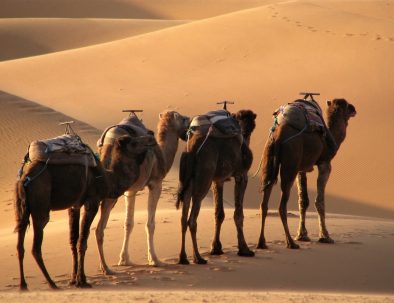 escursioni in cammello a merzouga